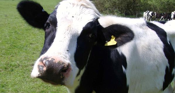 Scientific study shows how to obtain milk with more calcium