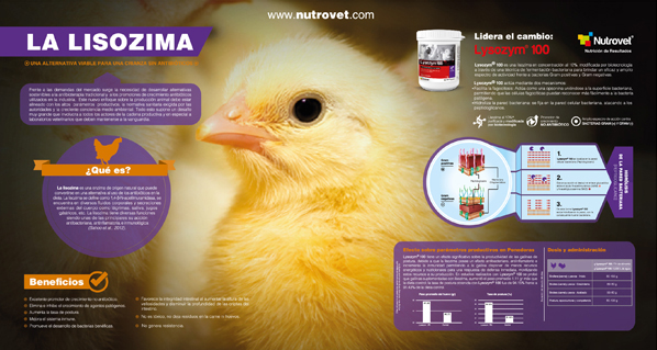 Infografía - La Lisozima, una alternativa viable para una crianza sin antibióticos.