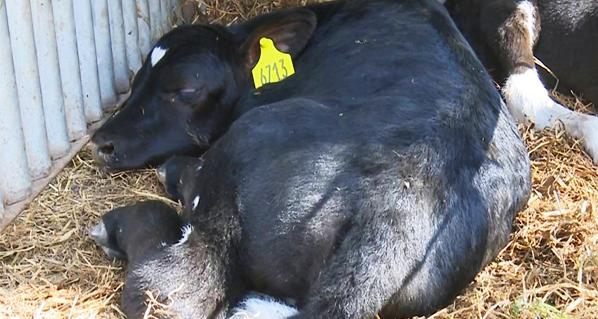 First calf born obtained by in vitro fertilization