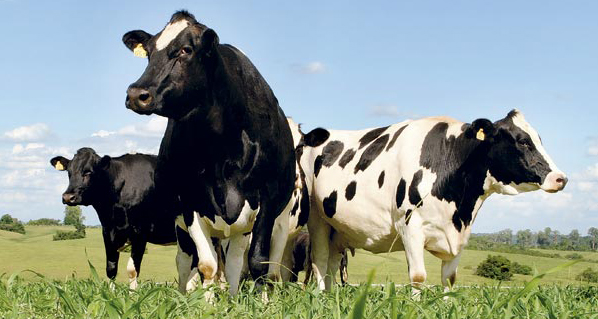Vacas alimentadas con pastos verdes producen una leche con un mayor contenido en grasas, proteínas y caseína