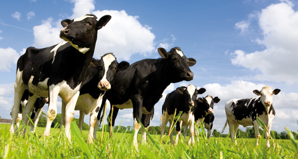 Adaptar las granjas al cambio climático para evitar el estrés por calor en las vacas
