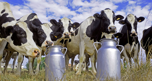 5 acciones para incrementar la producción de leche en el hato