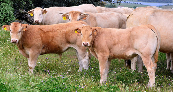 ¿ Cómo funciona el oído de las vacas ?