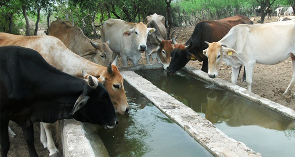 El calor eleva hasta un 60 % más el consumo de agua en el ganado