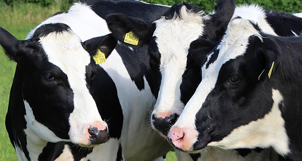Estrategias de alimentación en bovinos para mejorar la grasa y proteína en la leche