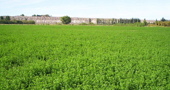 Beneficios de la Alfalfa forrajera