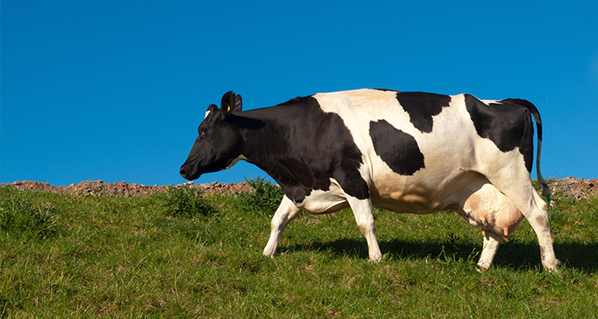 ¿Por qué es importante conocer el punto de balance en bovinos?