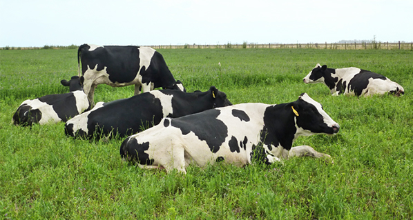 Cada hora extra que la vaca está acostada son 1.7 litros más de leche