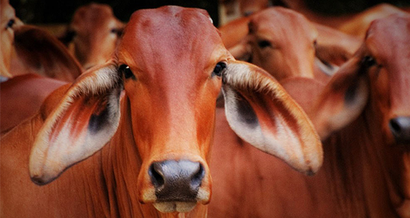 México vende nueve mil hembras de ganado cebú a Cuba