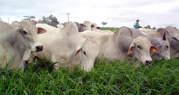 Presentan proyecto de centro de acopio de ganado bovino en Tecate