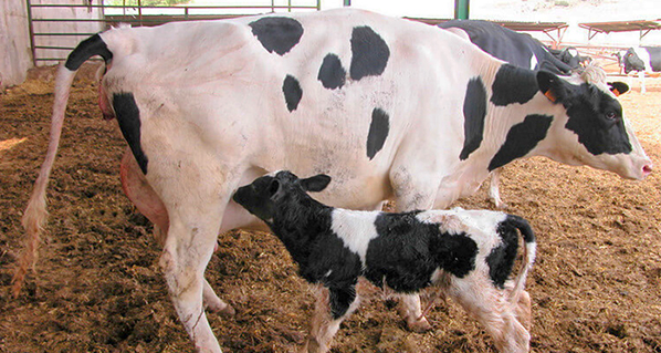 Algunas recomendaciones para cada tercio de lactancia de la vaca
