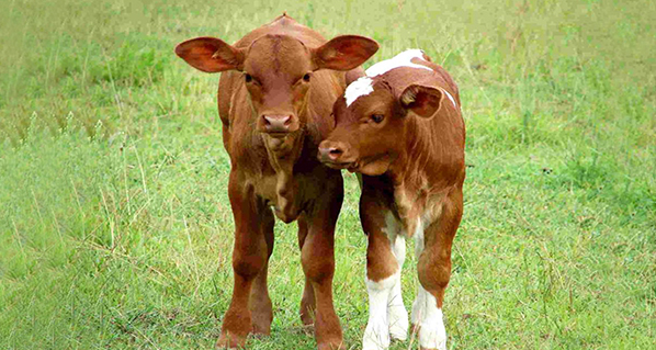 Una investigación muestra que se podría usar un simple análisis de sangre para predecir la salud y la productividad de las vacas lecheras 