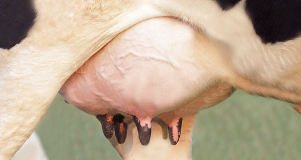 Investigación asegura que aumentar el ordeño no afecta el bienestar de las vacas ni la calidad de la leche
