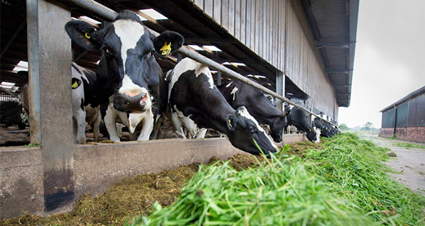 Investigación compara la nutrición de vacas lecheras con diferentes tipos de alimentación
