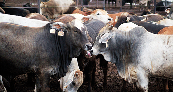 Fortalecen genética bovina en Coahuila para exportar ganado en pie a EE.UU.