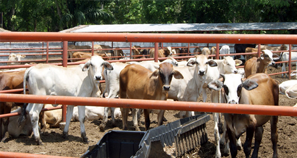 Avanza San Luis Potosí en su misión para mejorar el estatus de la ganadería bovina