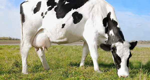¿Cómo puede un ganadero ayudar a que una vaca produzca más leche?