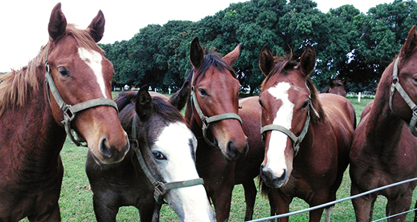 Cuidados en el manejo de Equinos