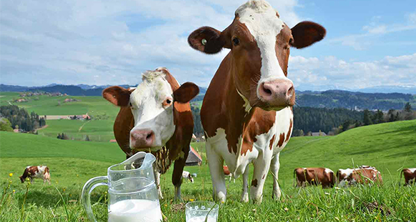 La demanda de leche en México crece más que la producción
