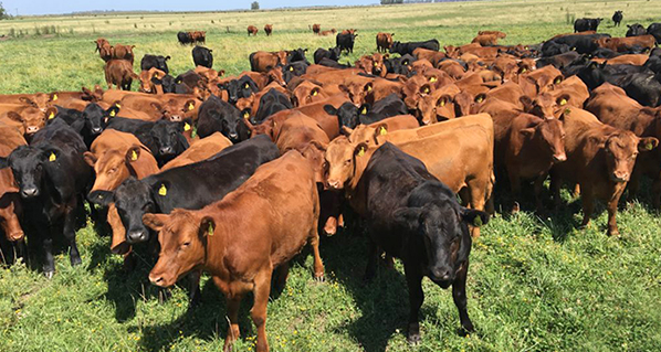 Un nuevo método aumenta la eficiencia en la selección de ganado