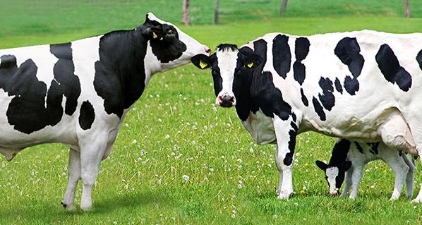 Cómo saber si el calor de la vaca es viable o no