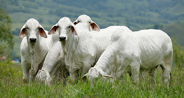 Estudio de Asocebú muestra potencial de crecimiento y ganancia de peso del Brahman