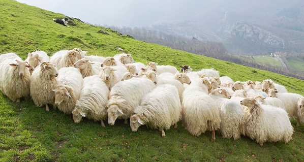 Una Alternativa a considerar: Leche de Oveja