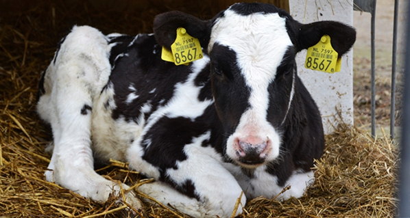 Calidad del calostro para el ternero según el tipo de raza Bovina