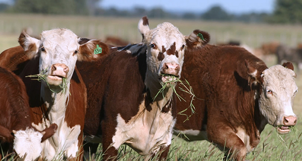 Micotoxinas en la producción animal