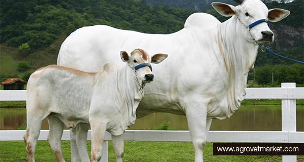 ¿Por qué los partos son más fáciles en ganados para producción de carne?