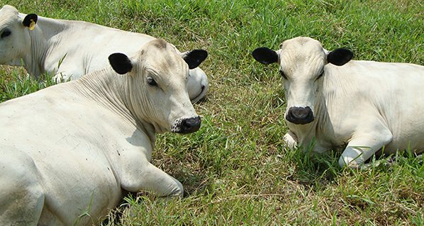 Con el Pastoreo de Ultra Alta Densidad (PUAD) las vacas compiten por la comida