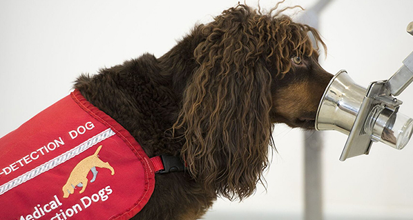 El equipo de perros que están siendo entrenados para detectar el coronavirus por el olor