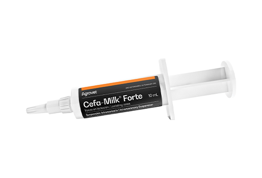 Cefa-Milk® Forte antibiotic-anti-inflamatory infusion for lactating cows