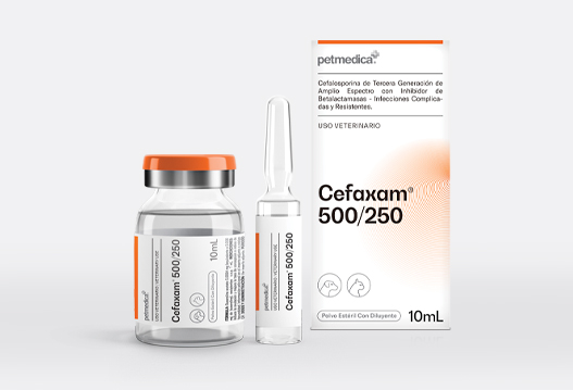 Cefaxam® 500/250