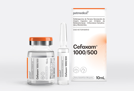 Cefaxam® 1000/500